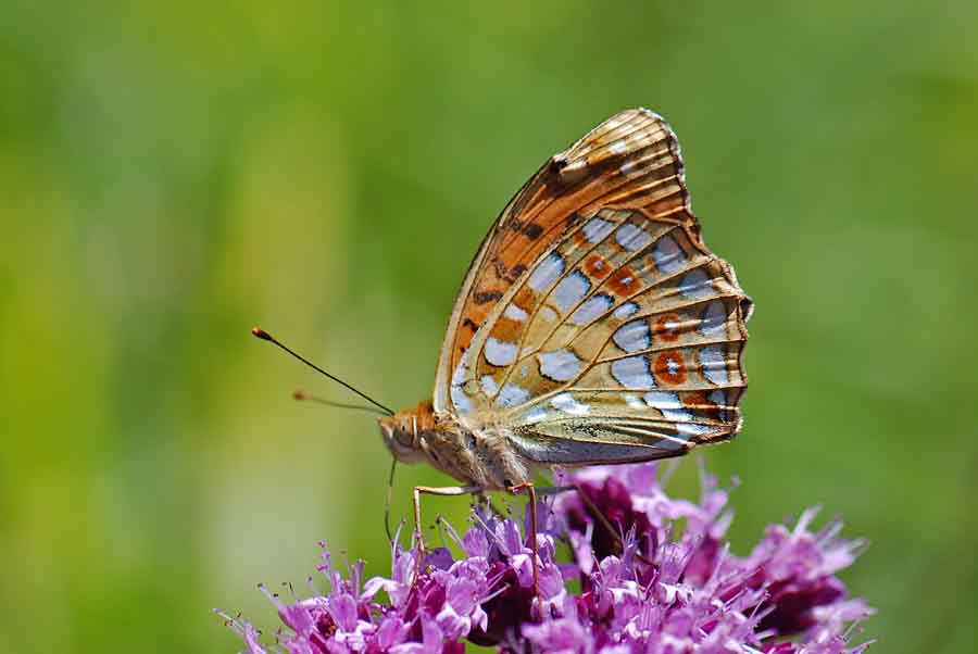 Argynnis adippe? o niobe? o...